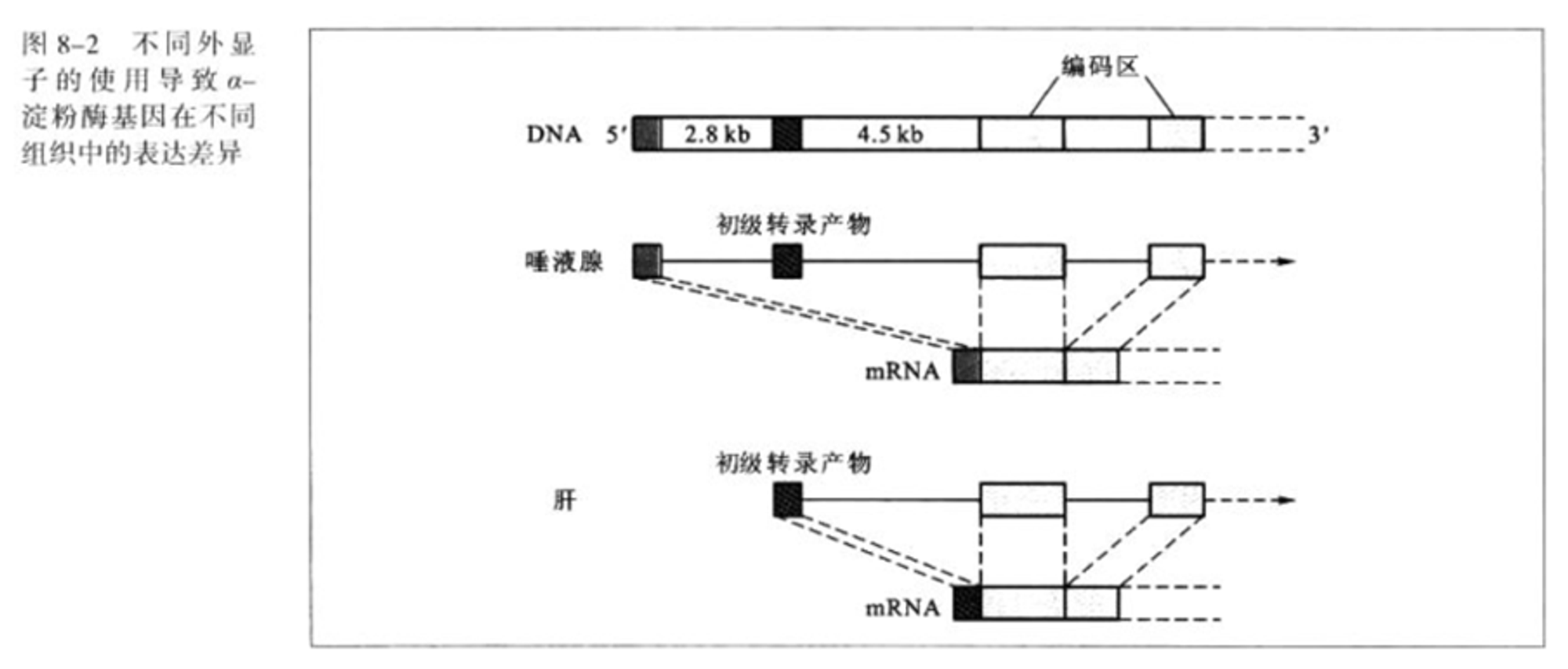 不同外显子导致基因在不同组织中的表达差异-2024-04-20-16-53-22