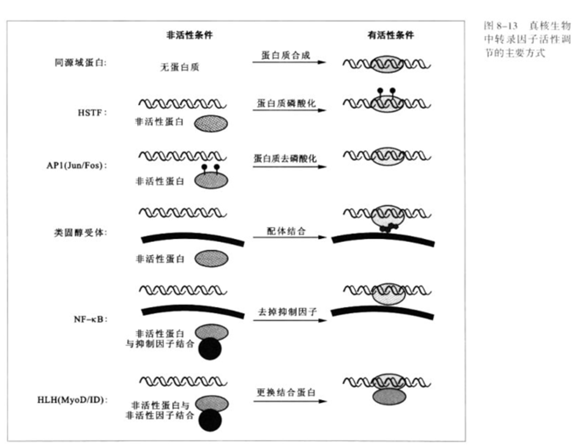 真核生物中转录因子活性调节-2024-04-20-17-05-47