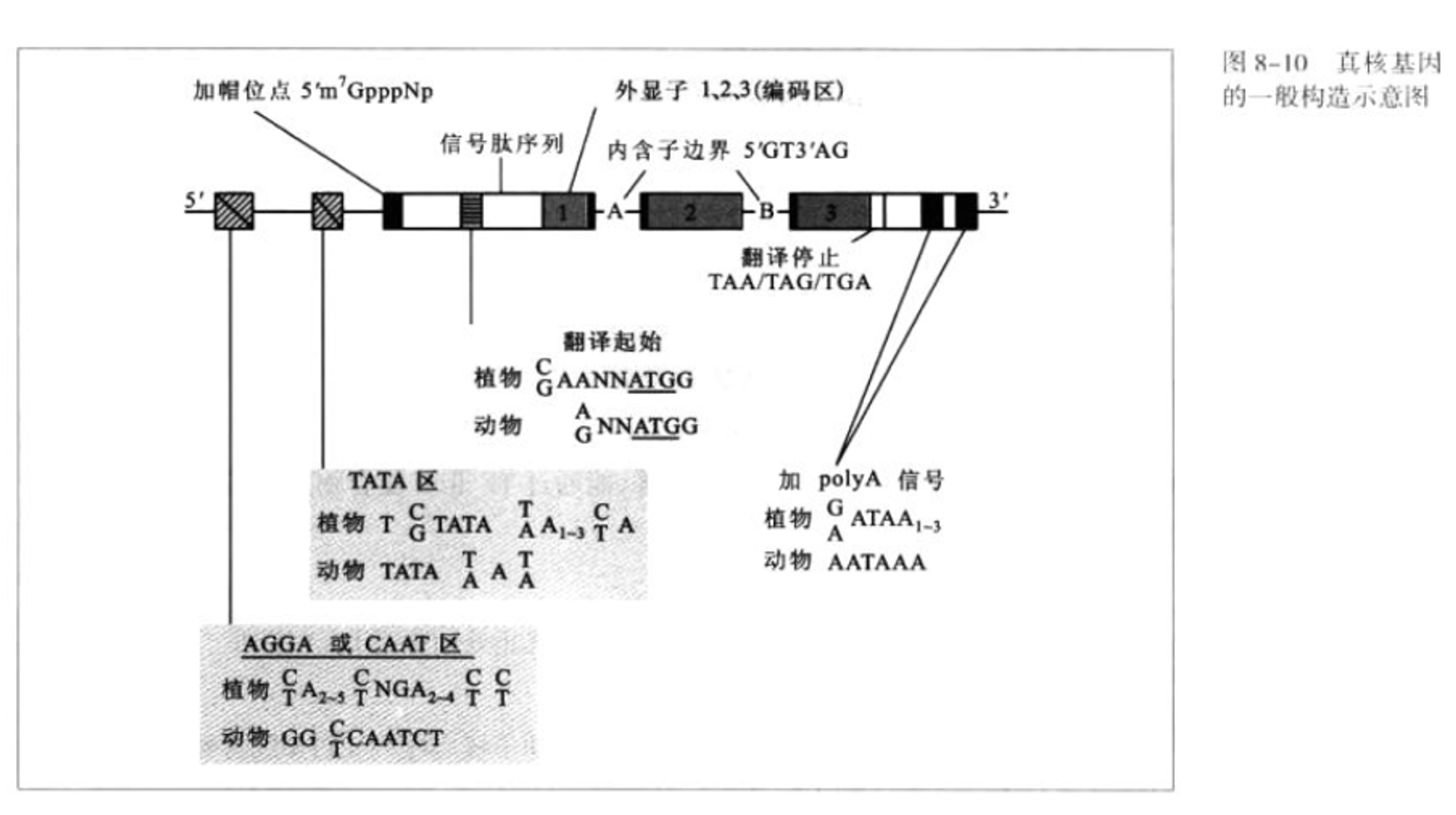 真核生物基因的一般构造-2024-04-20-16-51-20