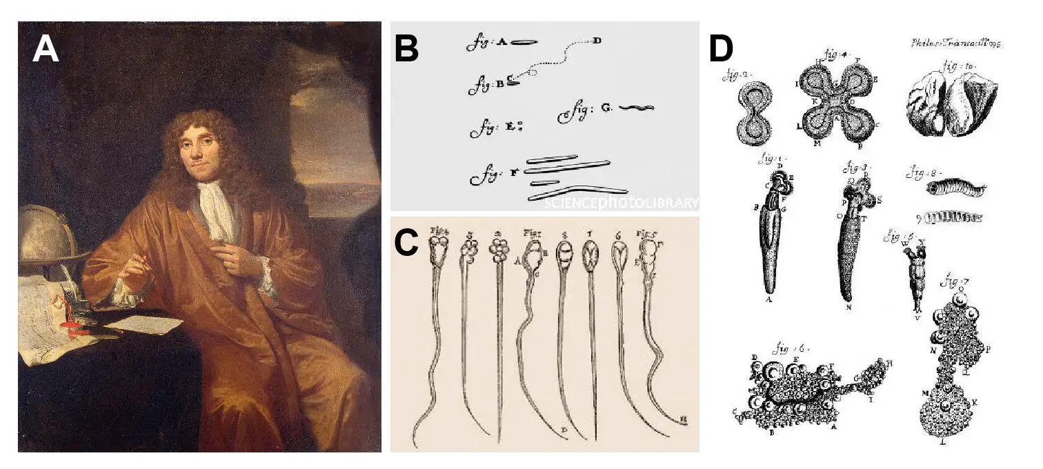 Leeuwenhoek-image-index-2024-04-15-17-37-05