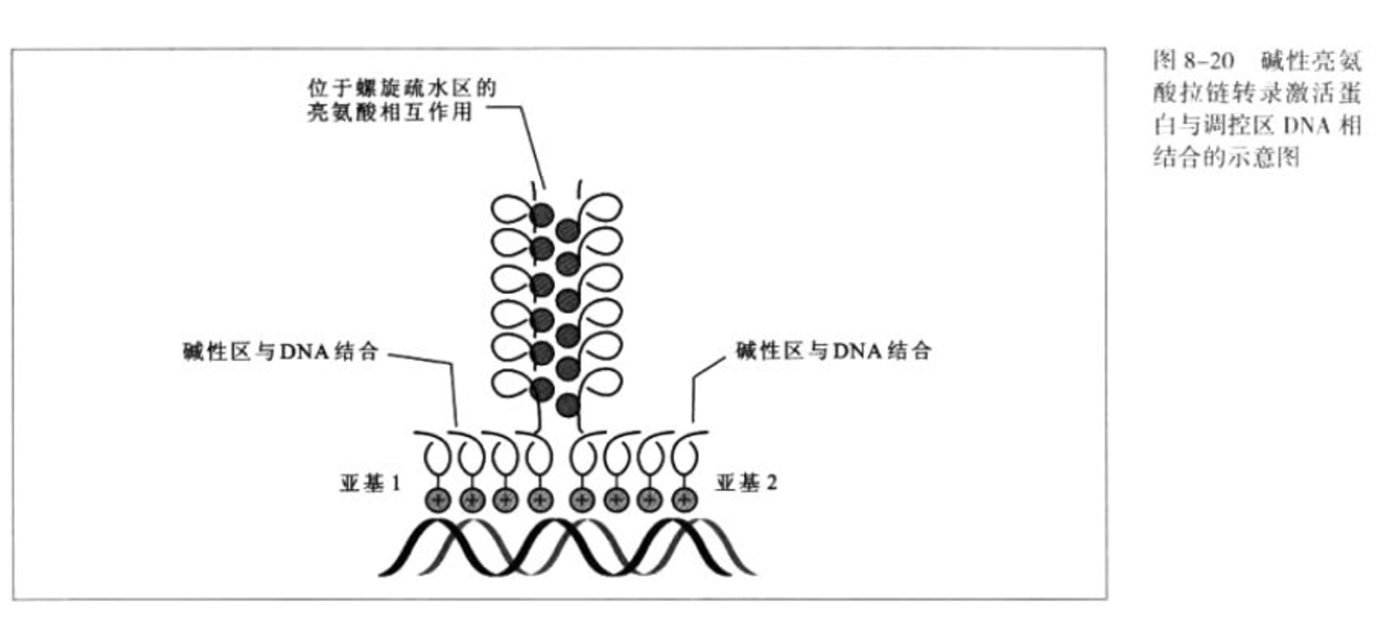 bZIP结构-2024-04-20-16-59-25