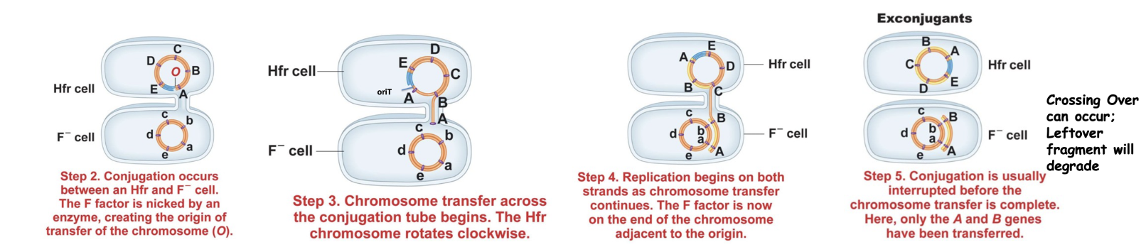 conjugation-between-hfr-f&ndash;2024-04-16-10-57-14